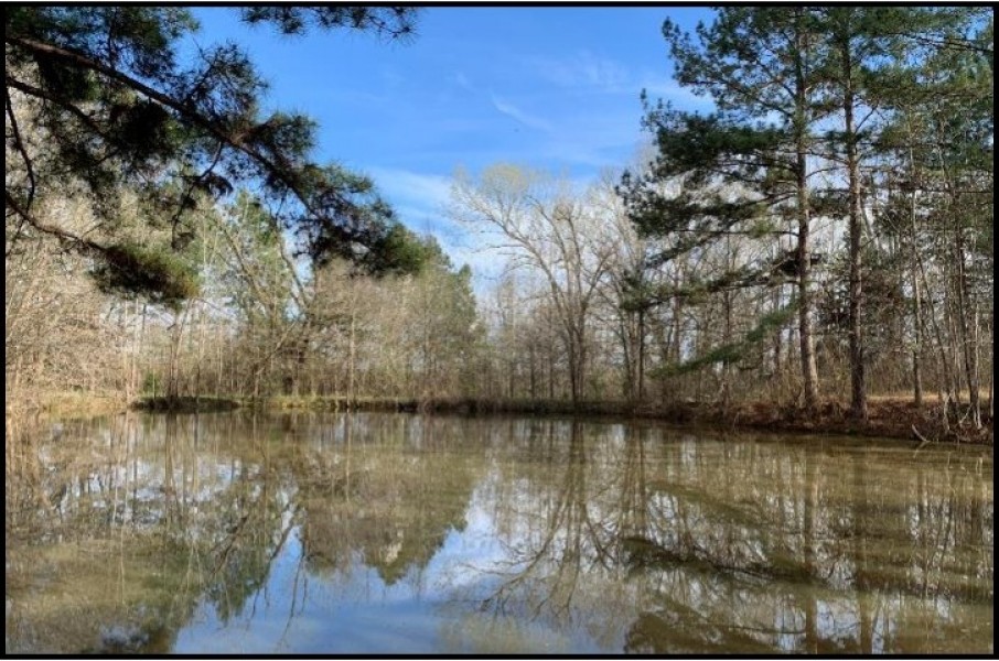 40 Acres in Claiborne County in Pattison  MS featured image