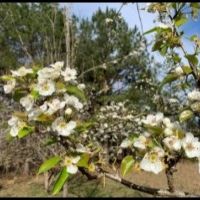 40 Acres in Claiborne County in Pattison  MS images 4
