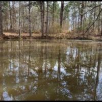 40 Acres in Claiborne County in Pattison  MS images 5