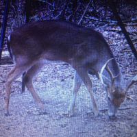 14-001-bearden-151 images 3