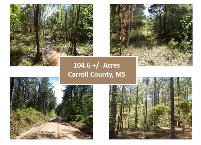 104.6 Acres in Carroll County in Carrollton  MS featured image