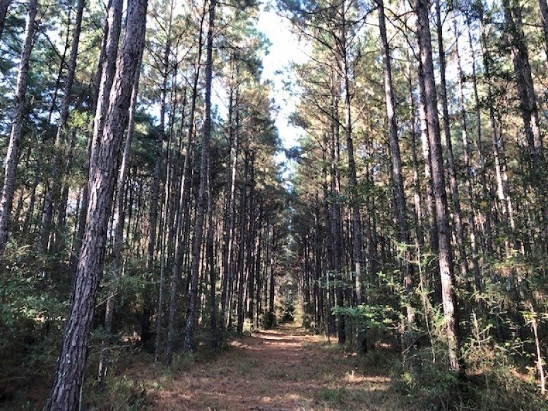 52 acres of hunting land with mature timber featured image