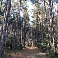 52 acres of hunting land with mature timber images 1
