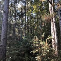 52 acres of hunting land with mature timber images 3