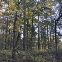 52 acres of hunting land with mature timber images 4