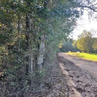 52 acres of hunting land with mature timber images 5