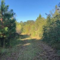52 acres of hunting land with mature timber images 6