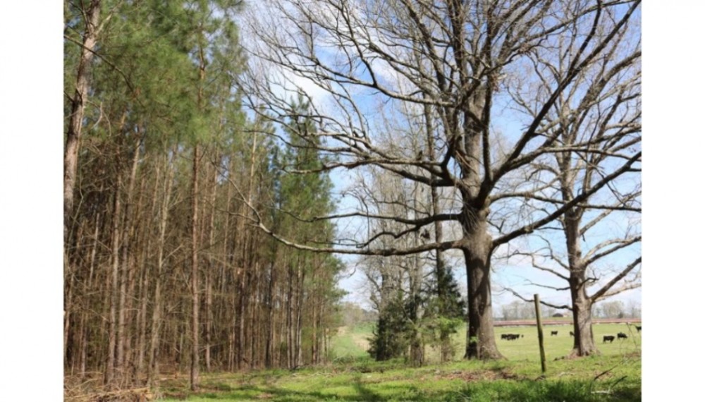 80 Acres in Leake County in Carthage  MS featured image