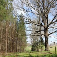 80 Acres in Leake County in Carthage  MS
