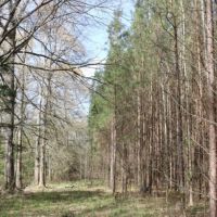 80 Acres in Leake County in Carthage  MS images 3