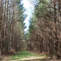 80 Acres in Leake County in Carthage  MS images 4