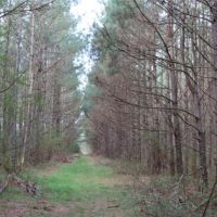 80 Acres in Leake County in Carthage  MS images 5