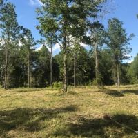 142 ac - Timberland &nbsp; Hunting Tract - PRICE REDUCED