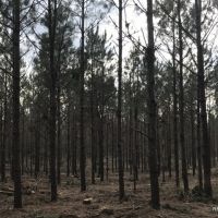 142 ac - Timberland &nbsp; Hunting Tract - PRICE REDUCED images 3
