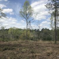 142 ac - Timberland &nbsp; Hunting Tract - PRICE REDUCED images 6