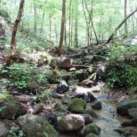 58-004-pea-ridge-60-hunting-and-timber