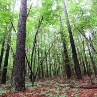 58-004-pea-ridge-60-hunting-and-timber images 2