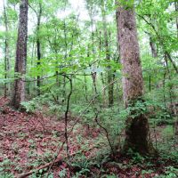 58-004-pea-ridge-60-hunting-and-timber images 3