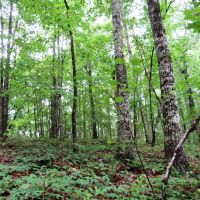 58-004-pea-ridge-60-hunting-and-timber images 4