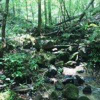 58-004-pea-ridge-60-hunting-and-timber images 5
