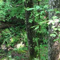 58-004-pea-ridge-60-hunting-and-timber images 6