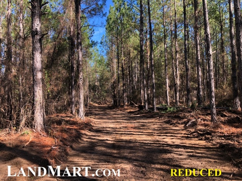 Reduced Price  Timberland Investment featured image