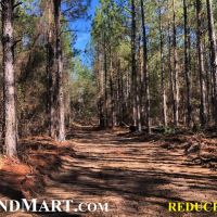 Reduced Price  Timberland Investment