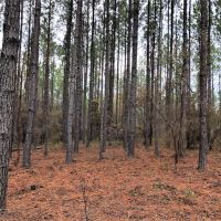Reduced Price  Timberland Investment images 2