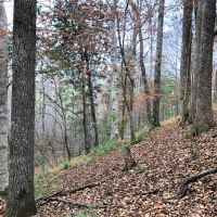 Reduced Price  Timberland Investment images 3