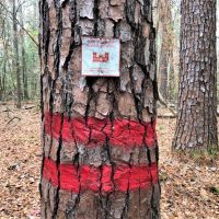Reduced Price  Timberland Investment images 6