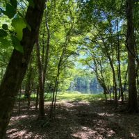 Santa Fe River Forest images 2