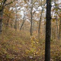 Missouri Ozarks Hunting &nbsp; Recreational Land For Sale in Central MO images 3