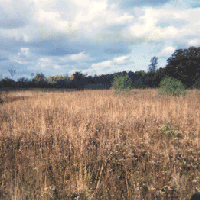 Quality Daily Bird Hunting in Southeast Michigan