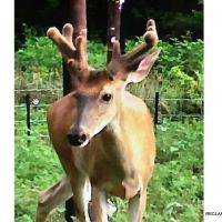 204 ac - WRP Deer &nbsp; Duck Hunting Tract - Price Reduced images 3