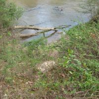 17 Wooded Acres on the Bogue Chitto River images 4
