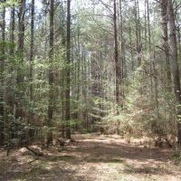 17 Wooded Acres on the Bogue Chitto River images 5