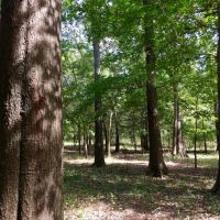 Tombigbee River Upper State Game Sanctuary Tract images 4