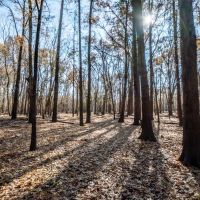 Premier Duck Hunting Land For Sale in Bates County  MO images 6