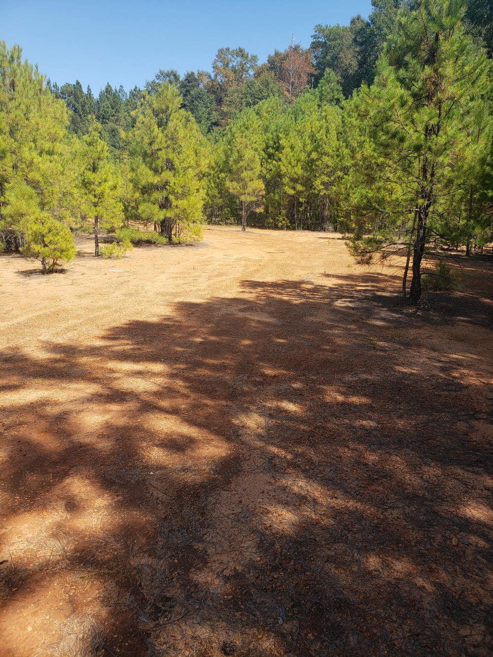 24 Acre Timber Tract featured image