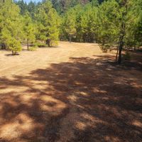 24 Acre Timber Tract