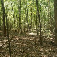 24 Acre Timber Tract images 5