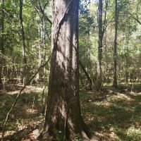 24 Acre Timber Tract images 6