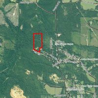 24 Acre Timber Tract images 4