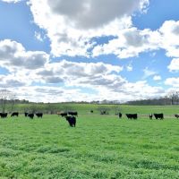 Hunting &nbsp; Recreational Ranch with Pasture For Sale in &nbsp;  Southwest MS images 5