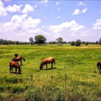 Exceptional Horse Ranch For Sale in Wood County TX images 2