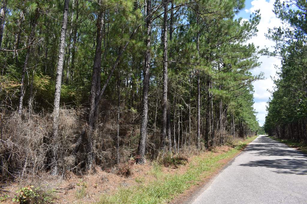 30011flomatonwelkatract5 Hunting Land for Sale HuntingLocator