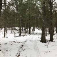 51 acres Hunting Land with Building in Middleburgh NY 1050 Mill Valley Road images 6