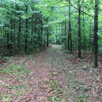 High Volume Timber Tract Coosa Co. images 5