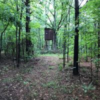 High Volume Timber Tract Coosa Co. images 3