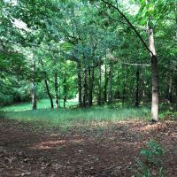 High Volume Timber Tract Coosa Co. images 2